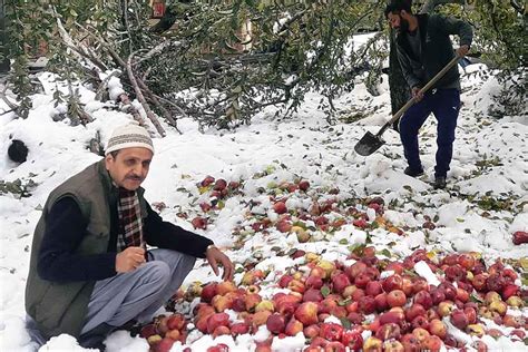 Apple Garden Kashmir | Fasci Garden