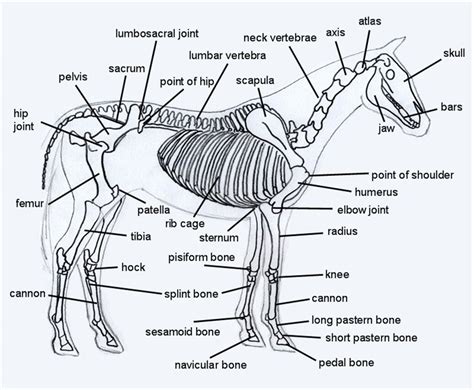 Horse Skeleton Diagram