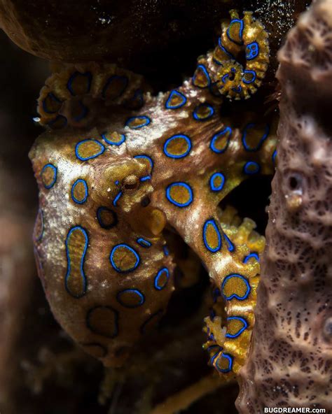 5 Blue-Ringed Octopus Facts That'll Leave You Shook! - OctoNation - The ...