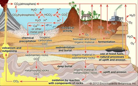 carbon cycle | Definition, Steps, Importance, Diagram, & Facts | Britannica