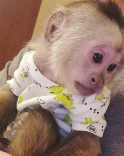 Female White Face Capuchin Monkey | capuchin monkey for sale