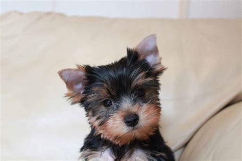 Yorkie Pup - campestre.al.gov.br