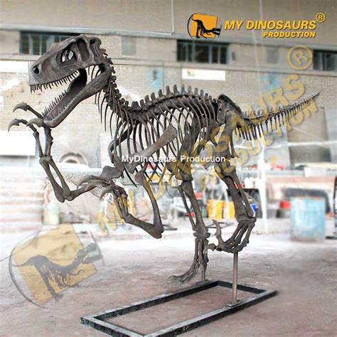 Life Sized Complete Utahraptor Skeleton for Sale |MyDinosaurs