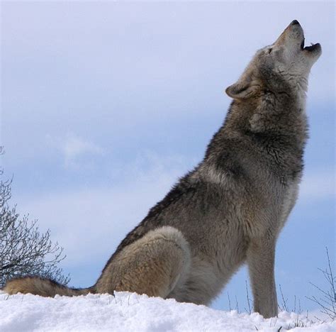 Wolf Vocalization - wolf knowledge