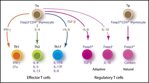 Th17: An Effector CD4 T Cell Lineage with Regulatory T Cell Ties: Immunity