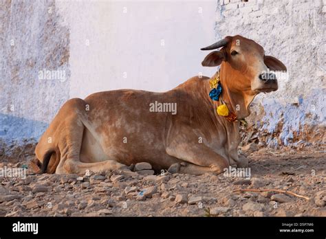 Holy Cow, India Stock Photo - Alamy