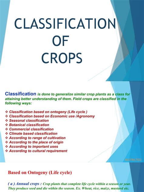 A Concise Guide to Crop Classification: Organizing Agricultural Produce ...