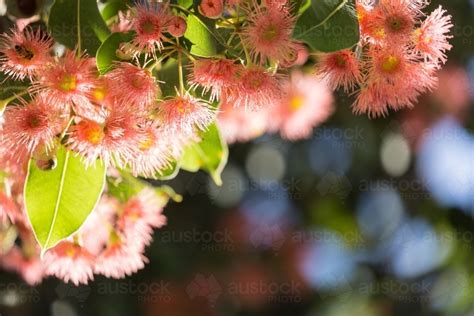 Image of Pink flowering gum (Corymbia ficifolia) flowers - Austockphoto