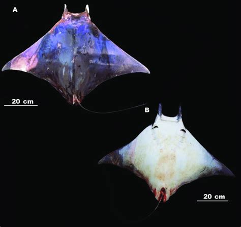 Mobula japanica (CNPE-IBUNAM, sin catalogar), una especie de la familia ...