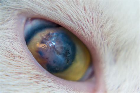 Cat's Eye Corneal Ulcer - Causes and Treatment