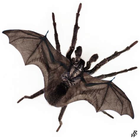 A Bat spider (OC) : r/HybridAnimals