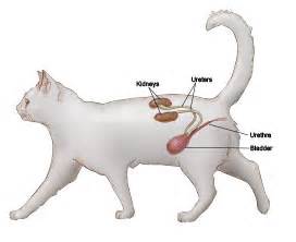 Chronic Kidney Disease | Cornell University College of Veterinary Medicine