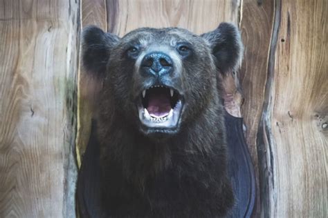 10 Most Famous Bear Hunters There Ever Were