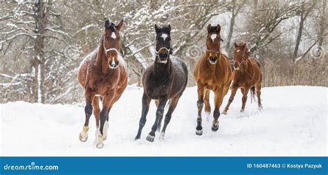 Beautiful Horses Run in the Snow on a Winter Morning Stock Image ...