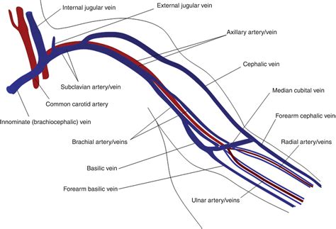 Upper Limb Arteries And Veins