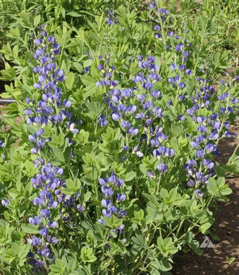 Blue Wild Indigo (Baptisia australis) | Applewood Seed Company