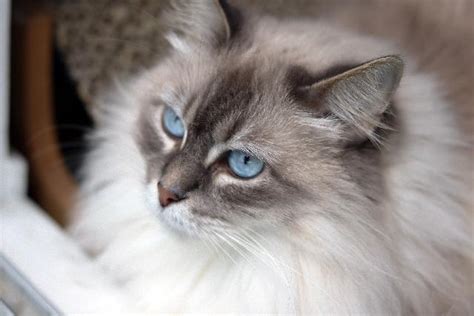 Chat Ragdoll, découvrez son histoire et ses caractéristiques - Animal Futé