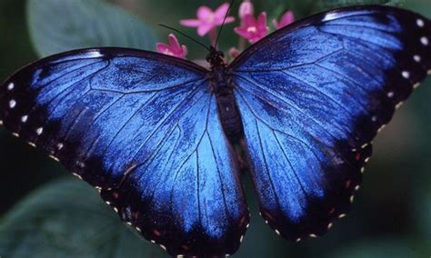 Houston Museum of Natural Science: Butterfly Center - Any Available ...