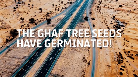 The Ghaf Tree Project – Germinated Seeds - YouTube