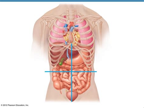 Abdominopelvic Quadrants Diagram | Quizlet