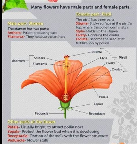 Give the meaning parts of the gumamela flower - Brainly.ph