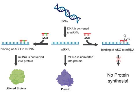 Snapshot: What is an antisense oligonucleotide (ASO/AON)? - National ...