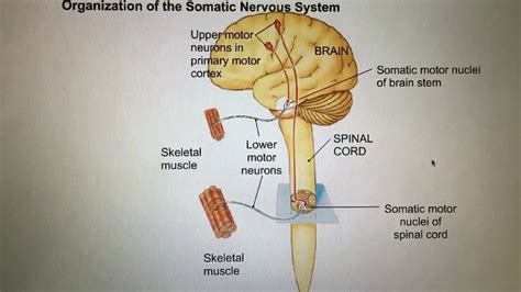 Somatic nervous system psychology definition - killerloki