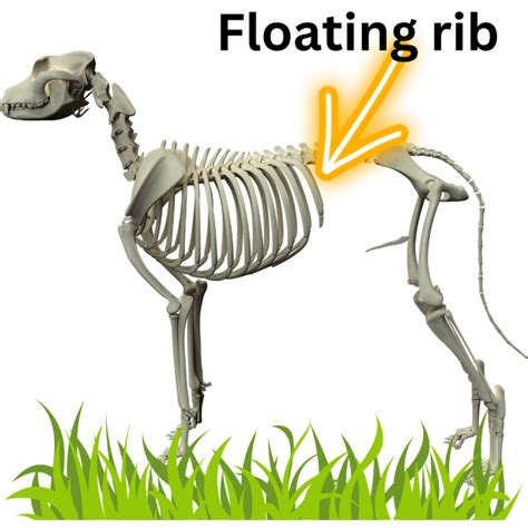 What are "Floating Ribs" in Dogs? All You Need to Know - Dog Discoveries