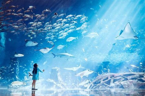 Atlantis Lost-Chamber Aquarium Dubai 2024