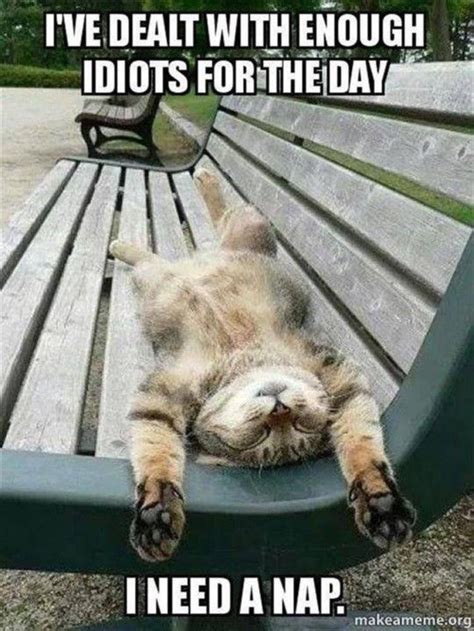 I Need a Nap | Today | Cute funny animals, Naps funny, Funny animal memes