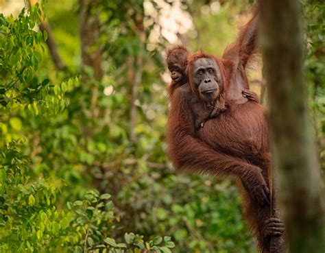 Orangutan conservation breakthrough pairs drones with space technology