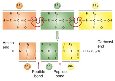 Dipeptide Sketch With Peptide Bond