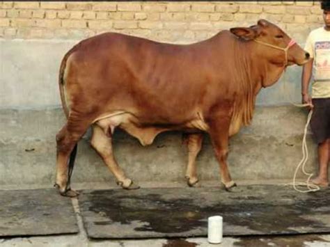 Brown Farming Use Sahiwal Cow at Best Price in Karnal | Yuvraj Dairy Farm