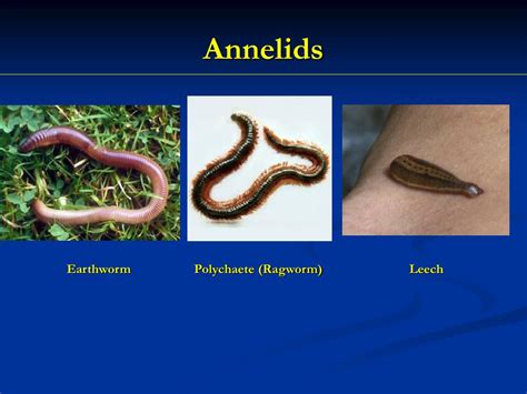 Annelids Examples