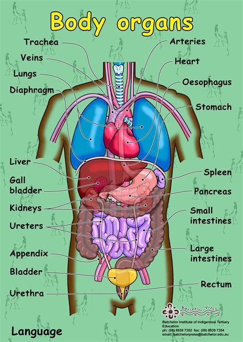 Human Anatomy Picture Organs - koibana.info | Human body vocabulary ...