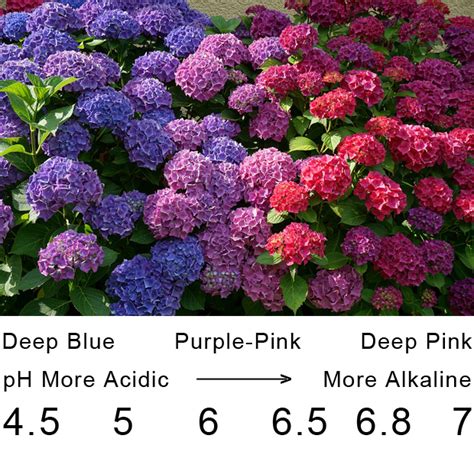 Q & A: Hydrangeas - Orchard Nursery