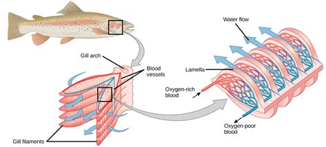 Labelled Diagram Of A Fish Gill