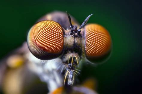 Week in science, big, bulging bug eyes edition - Ars Technica