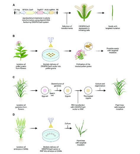 Outline of genome editing methods for plant reproductive cells or ...