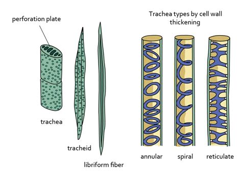 Xylem Tissue Xylem Cell Diagram Aflamneeeak