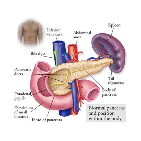 Abdominal Anatomy Pancreas : Pancreas Function Location Diseases Live ...