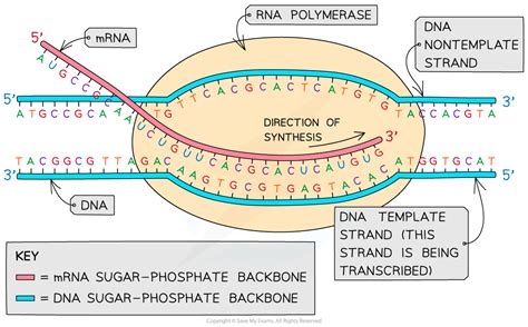 AQA A Level Biology复习笔记4.2.3 Transcription-翰林国际教育