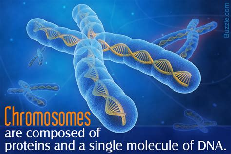 What Is Chromosomes