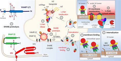 The five steps of the molecular mechanism underlying the neuroparalytic ...