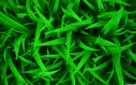 Hd Grass Wallpaper