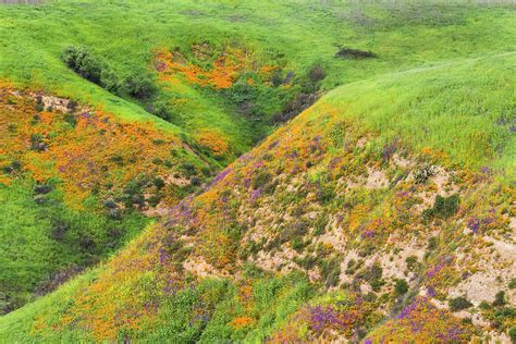 Chino Hills State Park 13 Photograph by The Ecotone - Fine Art America