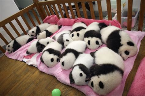 Cute baby pandas born in China (5 pics) | Amazing Creatures