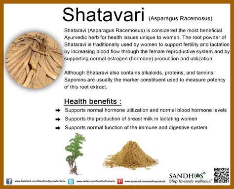 Discover the Amazing Health Benefits of Shatavari