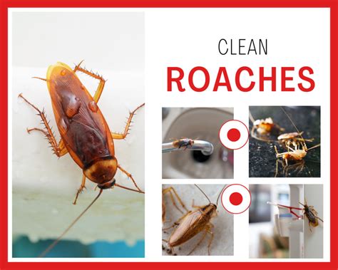 Clean Roaches? - Sydney's Best Pest Control 1800 819 189