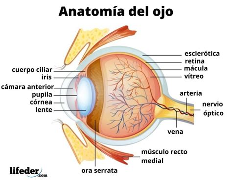 sol Perla Regresa el ojo y sus partes y funciones Cuota de admisión ...